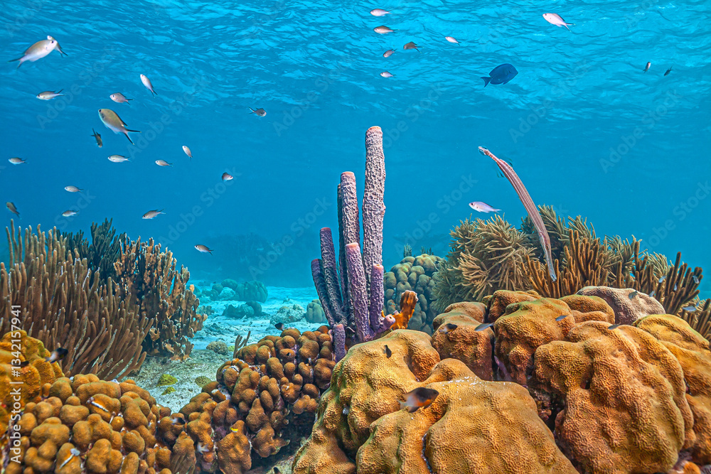 Caribbean coral garden, Bonaire