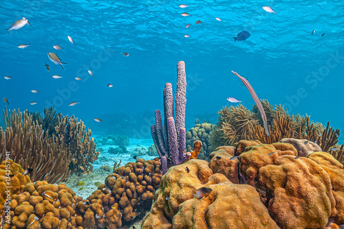 Obraz na płótnie Caribbean coral garden, Bonaire w salonie