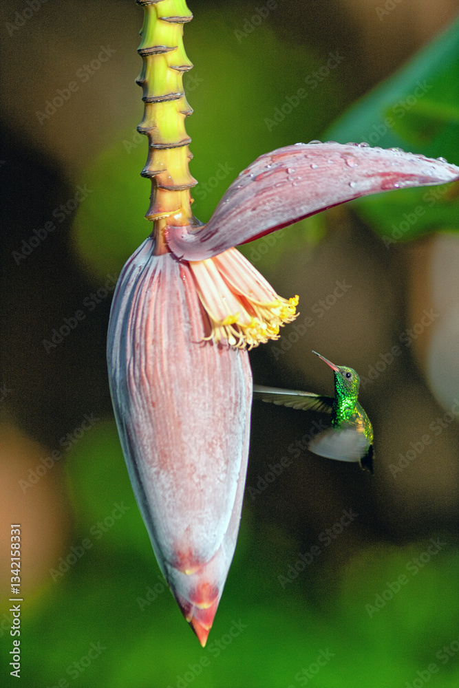 green hummingbird on island of Roatam