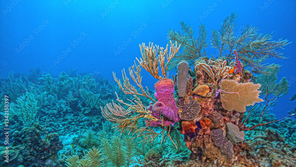 Caribbean coral garden, Bonaire