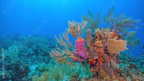 Obraz na płótnie Caribbean coral garden, Bonaire w salonie