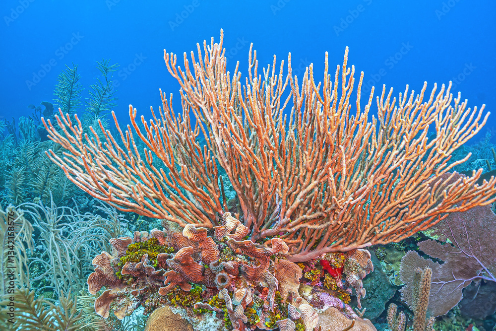 Caribbean coral garden, Bonaire