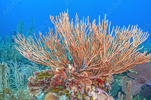 Obraz na płótnie Caribbean coral garden, Bonaire w salonie