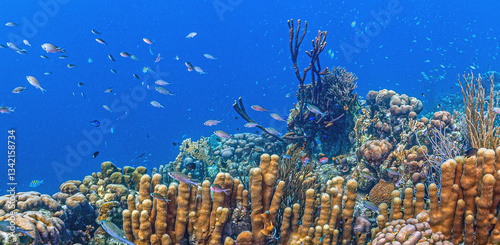 Caribbean coral garden, Bonaire