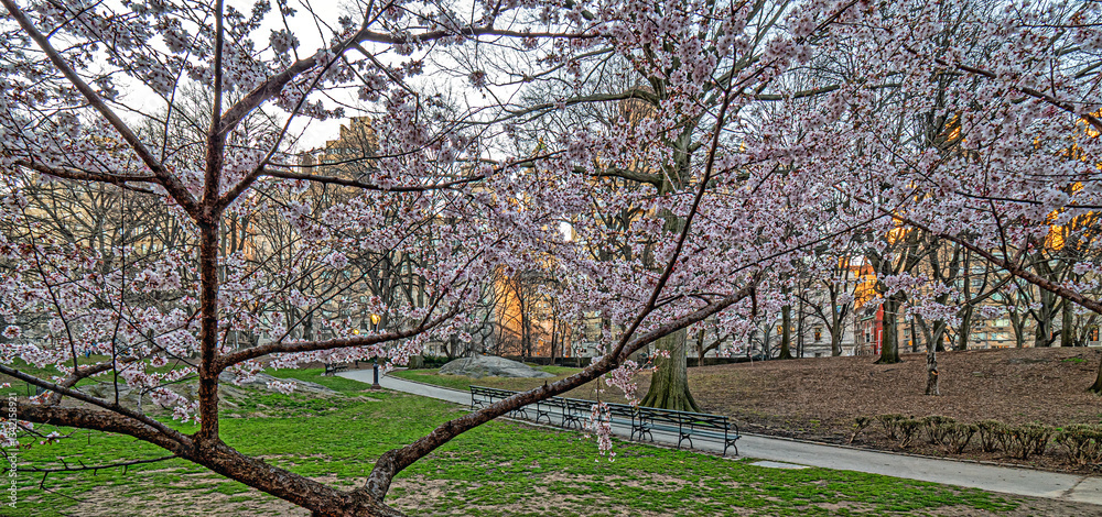Central Park in spring, early morning