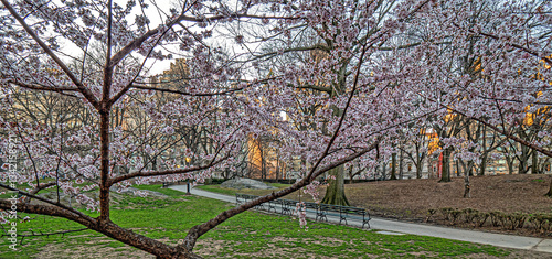 Obraz na płótnie Central Park in spring, early morning w salonie