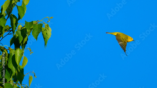 Yellow Warbler bird flying away from tree