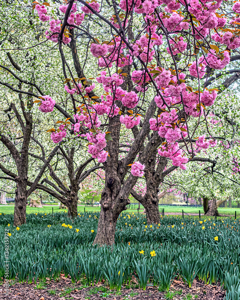 Central Park in spring, early morning