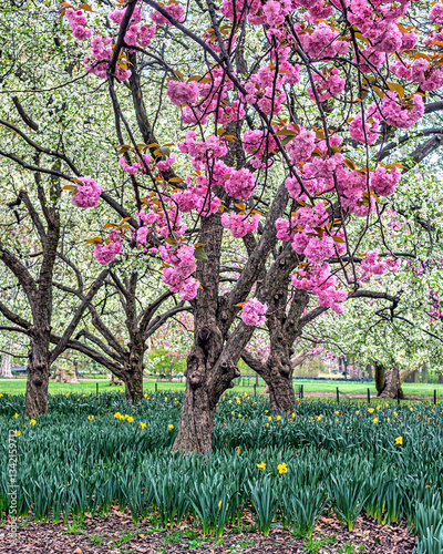 Obraz na płótnie Central Park in spring, early morning w salonie