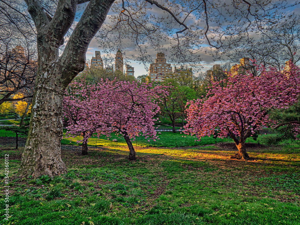 Central Park in spring, early morning