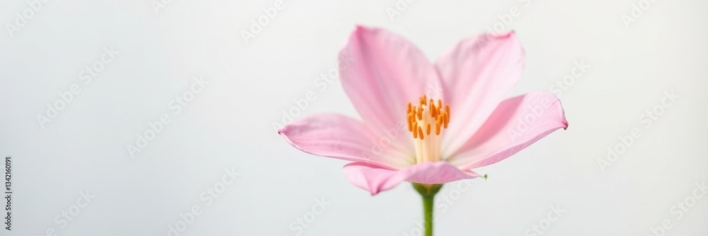 Delicate petals of a single flower against a pure white background, clear, delicate Delicate petals of a single flower against a pure white background, clear, delicate