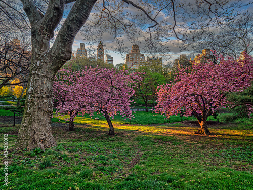 Obraz na płótnie Central Park in spring, early morning w salonie