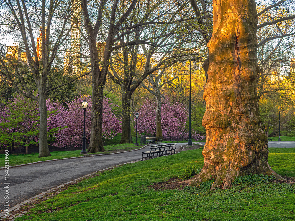 Central Park in spring, early morning
