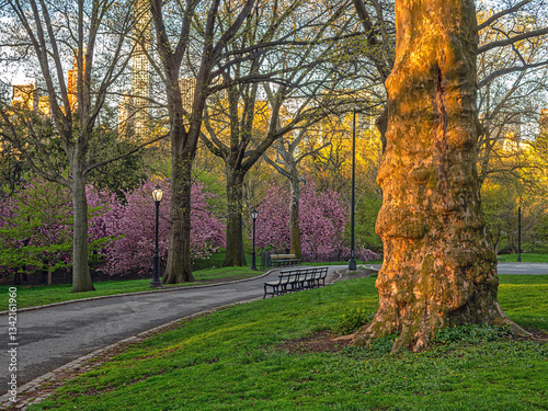 Obraz na płótnie Central Park in spring, early morning w salonie