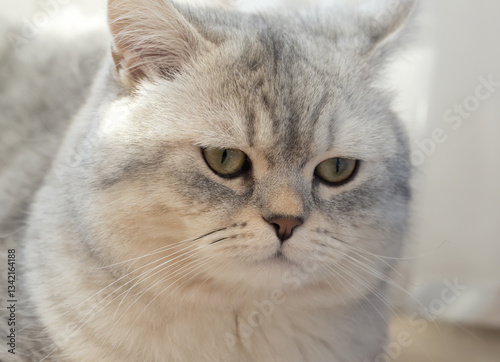 Wallpaper Mural Close-up of a cute gray British Shorthair Cat Torontodigital.ca