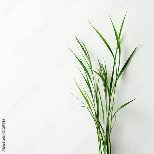 Wallpaper Mural green grass isolated on white Torontodigital.ca