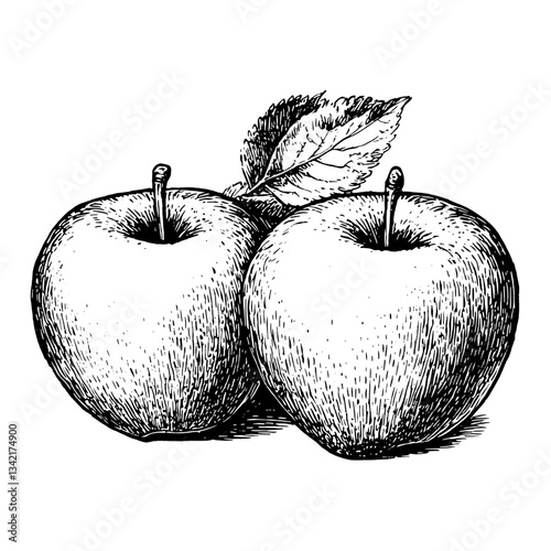 Engraved illustration of two ripe apples nestled together with a delicate leaf, showcasing vintage hand-drawn artistry