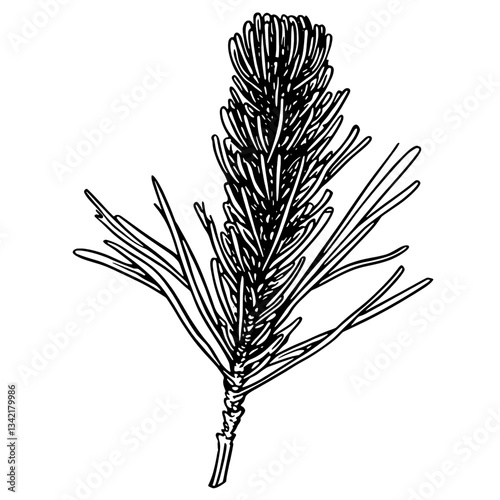 Elegant vintage engraving of a pine branch showcasing exquisite hand-drawn details in a classic black and white illustration style