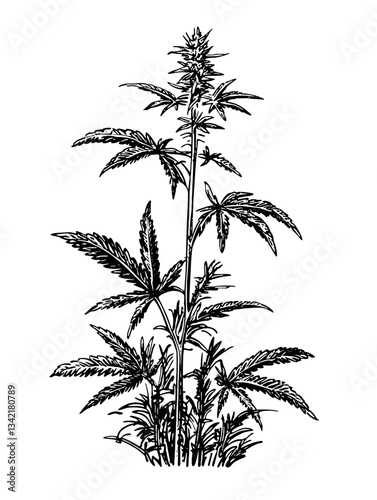Engraved illustration of a vintage cannabis plant with intricate details and hand-drawn elements perfect for tattoo designs