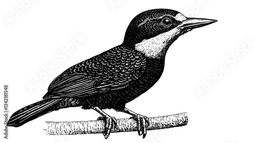 Elegant hand-drawn illustration of a bird perched on a branch, showcasing intricate engraving details in vintage style