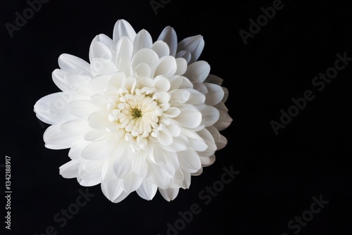 Delicate white flower with intricate petals against deep black b