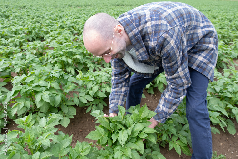 Fototapeta premium farmer checking quality potato crop, plant health green potato tops, tuberous herbaceous plant, Solánum tuberósum, farmer's pride, agricultural land
