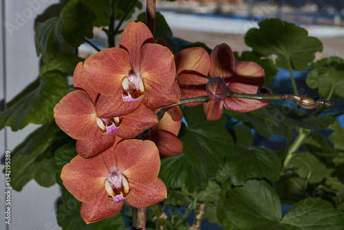 The orchid bud blossomed and turned into a beautiful flower. Orchids, also Orchidaceae (lat. Orchidaceae) are the largest family of monocotyledonous plants.