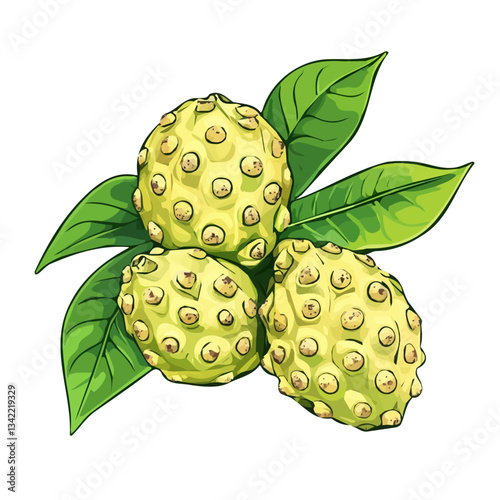 My hand-drawn colorful Noni. Trendy abstract minimal style. Natural fresh. Vector illustration isolated on white background, vector illustration