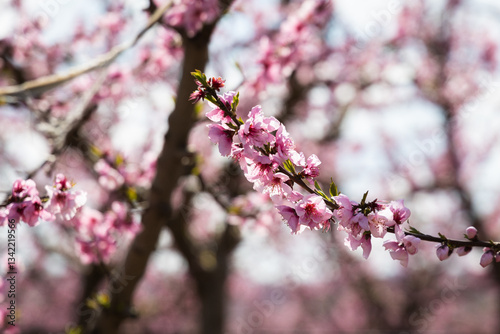 Pink peach tree in blossom, fields of pink trees in Aitona, Spain