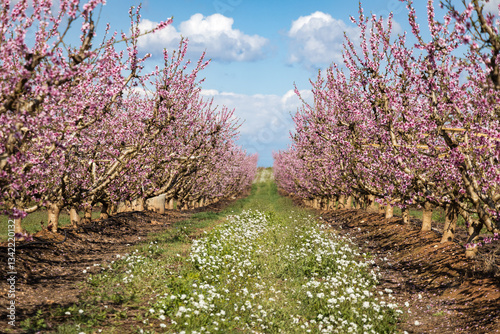 Pink peach tree in blossom, fields of pink trees in Aitona, Spain