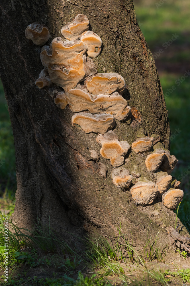 Fototapeta premium Lots of Bark Mushrooms Grown on an Old Tree are Being Caressed by the Winter Sun