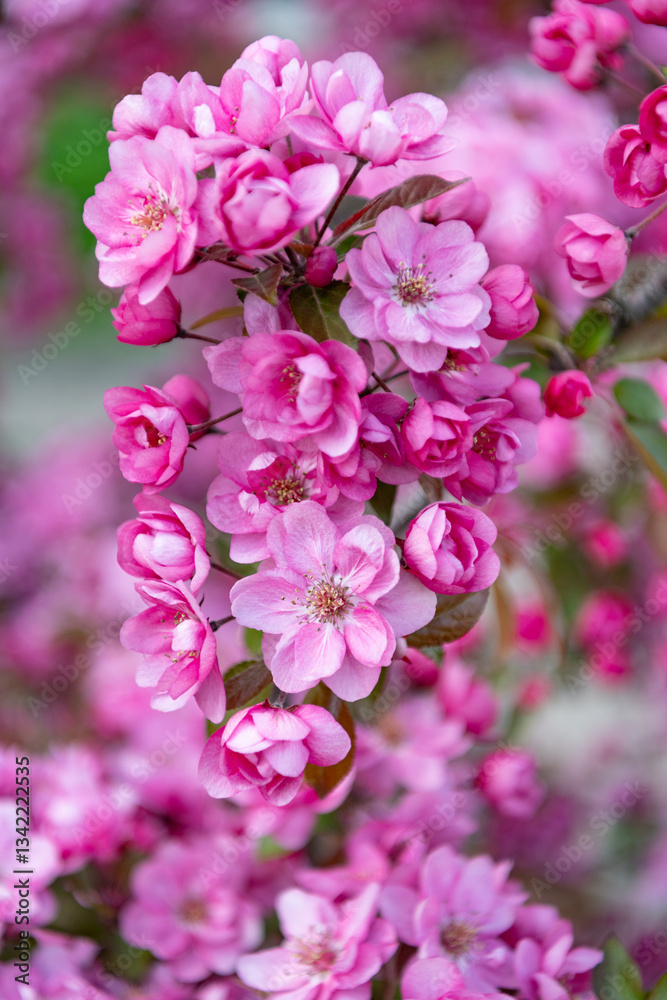 macro photo of floral sakura bloom. floral sakura blossom. floral sakura blooming macro photo of floral sakura bloom. floral sakura blossom. floral sakura blooming
