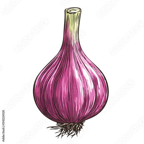 Simple hand-drawn colorful Shallot. Trendy abstract minimal style. Natural fresh. Vector illustration isolated on white background, vector illustration	