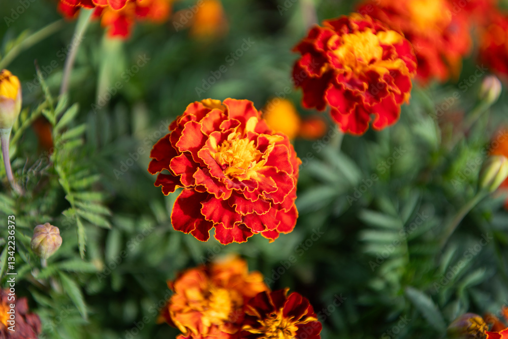 Marigold flower. Flowering marigold in nature. Macro of flowering marigold. Orange tagetes flower. Natural flower blossom. Flora nature. Bright blooming flower in nature Marigold flower. Flowering marigold in nature. Macro of flowering marigold. Orange tagetes flower. Natural flower blossom. Flora nature. Bright blooming flower in nature