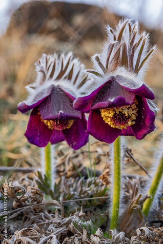 close-up of a dark purple pasque flower outdoors in nature in early spring
