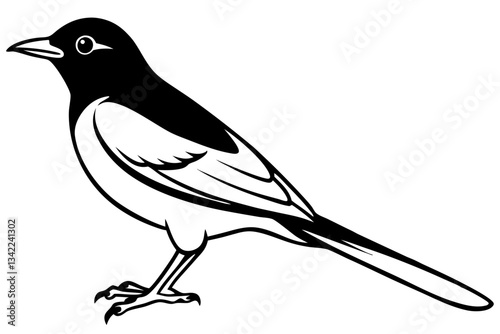 thrush line art silhouette vector illustration