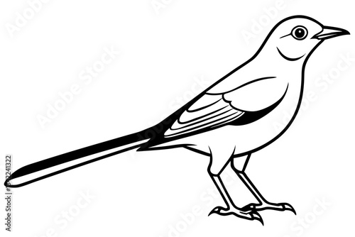 thrush line art silhouette vector illustration