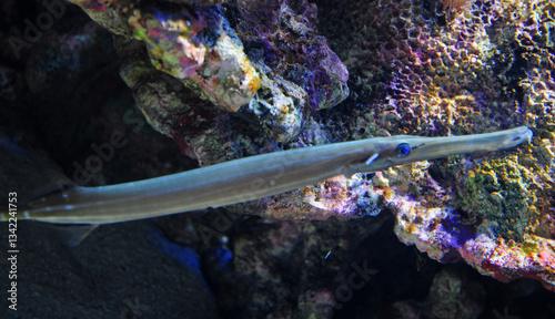 Fish life view from inside the Marmara Sea of ​​Turkey