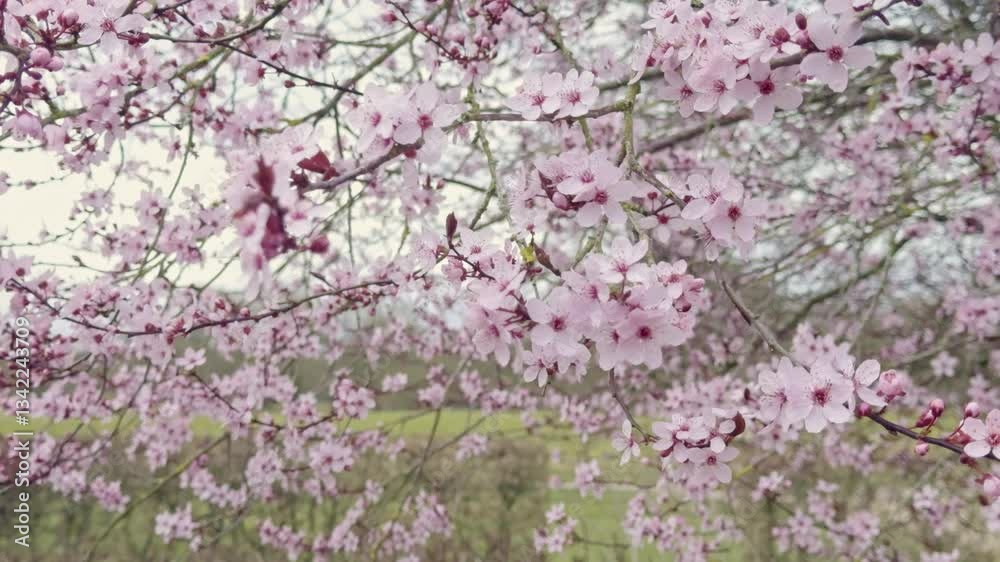 fresh pink cherry blossom spring video background fresh pink cherry blossom spring video background