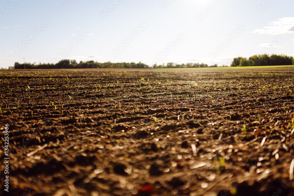 Fototapeta premium Close-up of black soil prepared before sowing plants, vegetables, seed in sunset light. Fertile land texture, rural field landscape