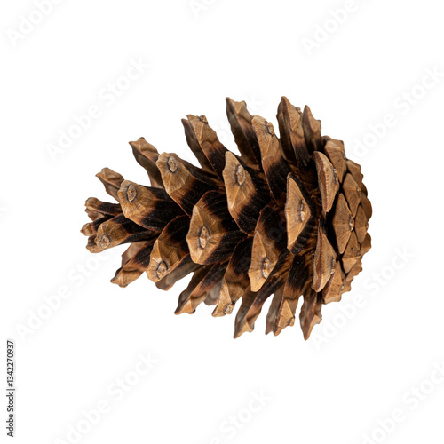 pine cone, pine cone isolated on white, pine cone isolated on white background, pine cone on white background, three pine cones, dried pine cone
