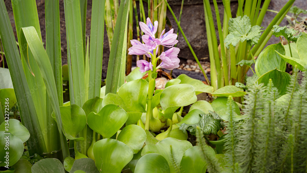 Obraz premium Blooming flower Water Hyacinth. Beautiful Eichhornia opening up in pond is surrounded by leaves. Growing blossom Hyacinth in lake.