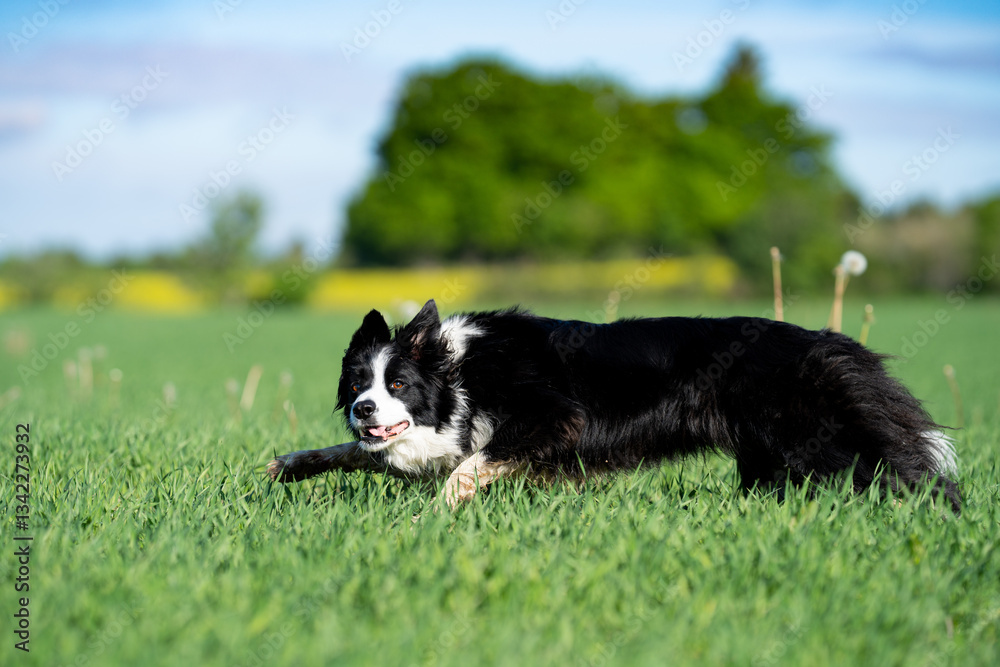Border collie running summer field Border collie running summer field