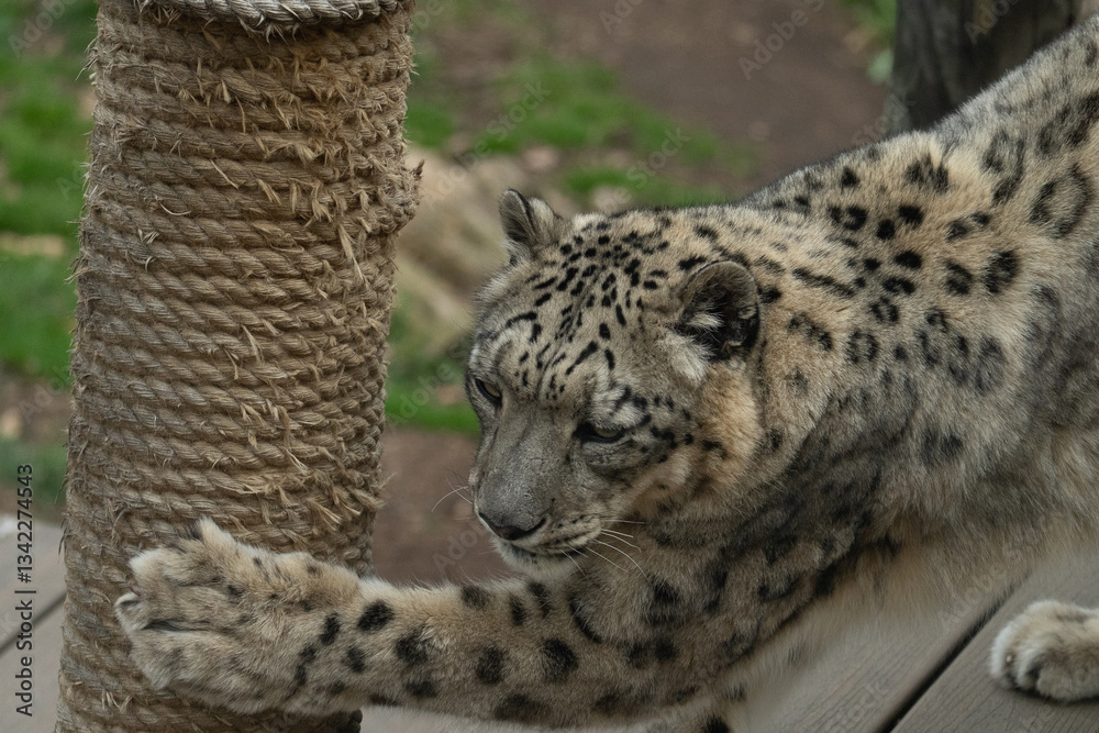 Obraz premium A snow leopard stretches on its tube perch at the zoo, showcasing its elegant build and powerful limbs in a rare moment of relaxation.