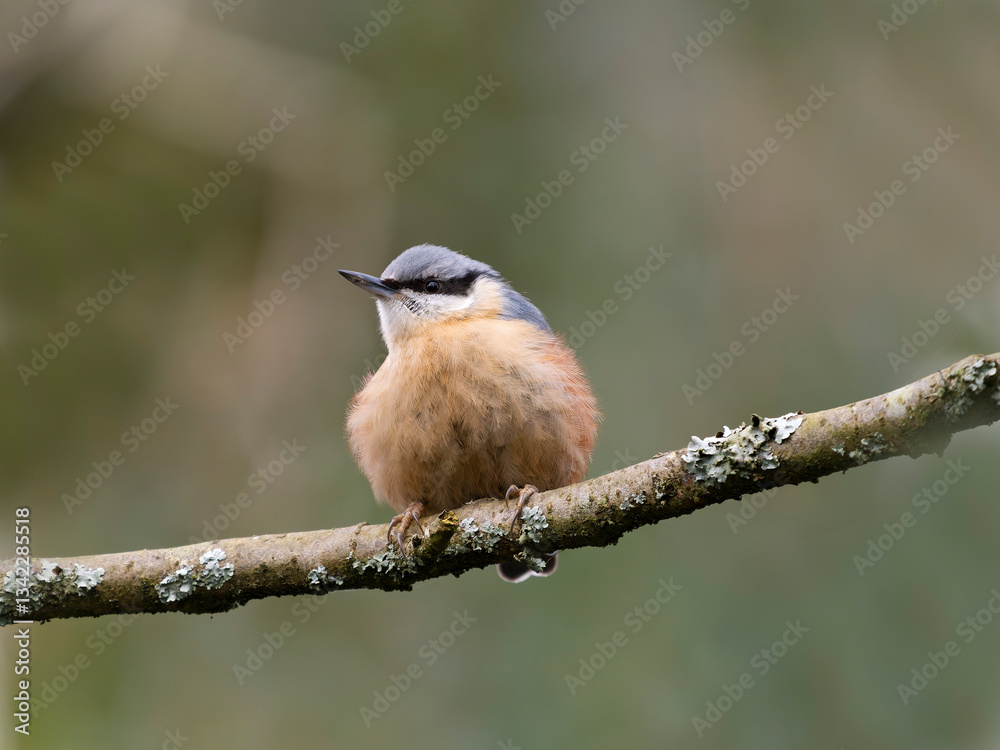 Naklejka premium Nuthatch, Sitta europaea