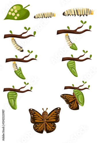 Illustration of the life cycle of a caterpillar undergoing the perfect metamorphosis from egg to beautiful butterfly.