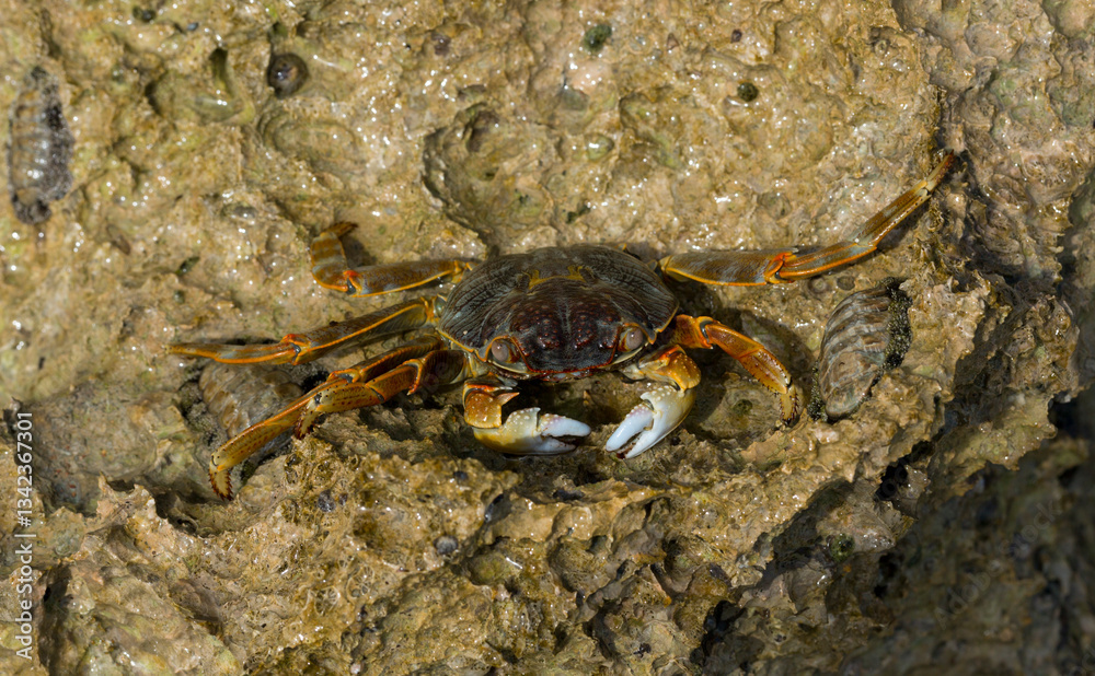 Grapsus albolineatus is a species of decapod crustacean in the family Grapsidae Grapsus albolineatus is a species of decapod crustacean in the family Grapsidae