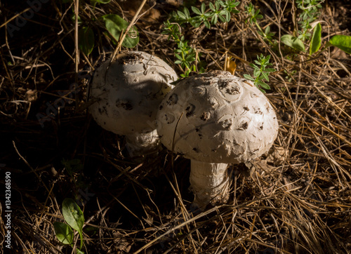 Fotografia Macrolepiota procera, the parasol mushroom, is a basidiomycete fungus with a large, prominent fruiting body resembling a parasol