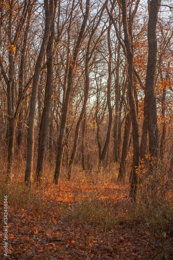 Obraz premium Autumn forest covered with dry brown leaves, in which leafless trees grow, illuminated by bright rays of the sun