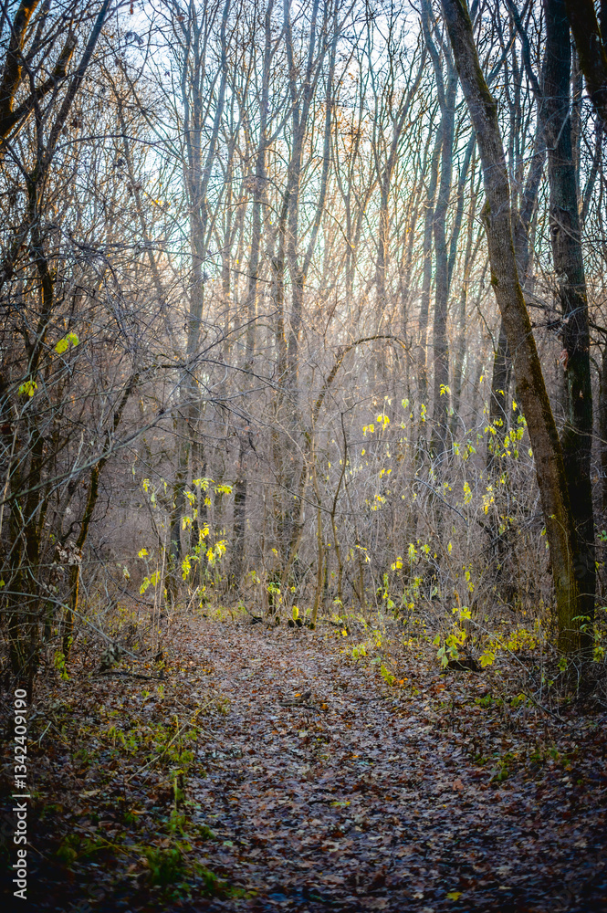 Fototapeta premium Autumn forest covered with dry orange leaves, with fallen branches and leafless trees against a bright sunset sky